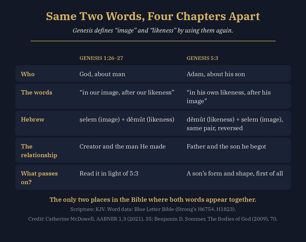 Comparison card: Genesis 1:26-27 says God made man in our image, after our likeness; Genesis 5:3 says Adam begat a son in his own likeness, after his image. Same two Hebrew words, selem and demut