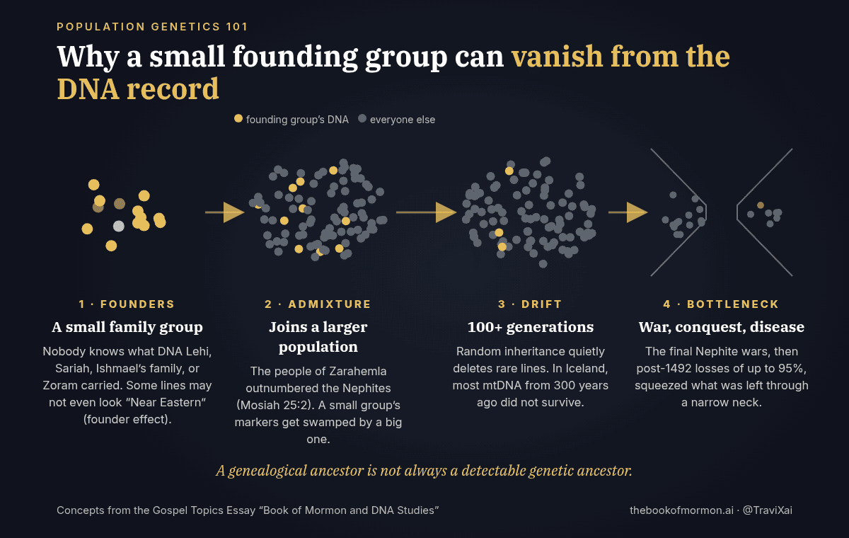 Four-stage diagram: a small founding group with unknown DNA joins a larger population, its markers thin out through genetic drift over 100-plus generations, and a bottleneck from war and disease leaves almost none.