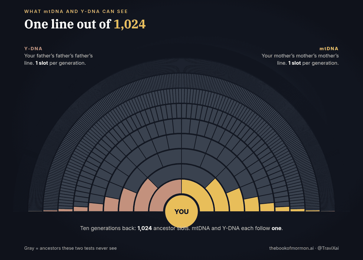 Fan chart of ten generations of ancestors. Only the far-left wedge in each ring (the father’s-father line, Y-DNA) and the far-right wedge (the mother’s-mother line, mtDNA) are highlighted. The other 1,022 slots in the tenth generation are gray.